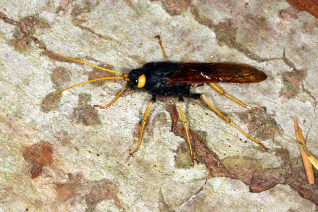 Urocerus gigas - Copyright Denis Bourgeois